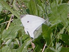Cabbage White